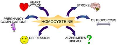 Homocysteine and health