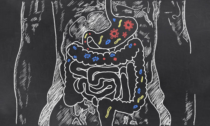 13 Symptoms of Poor Gut Health