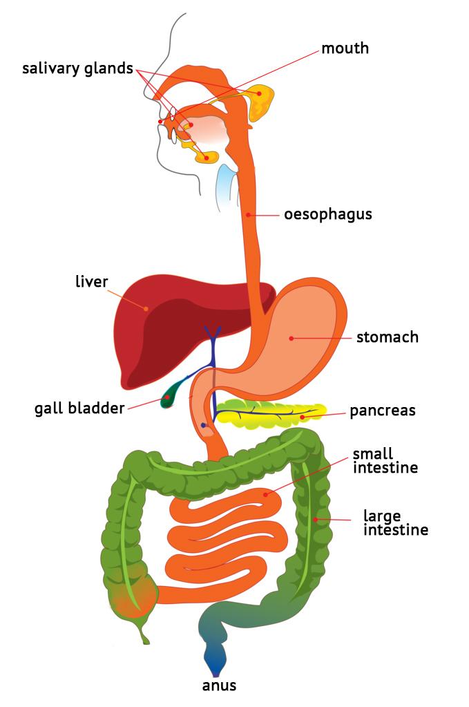 Poor Digestion:  What are the Causes and Consequences?  GI Part 3