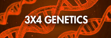 Lab - 3X4 Genetics (Genetic Test)